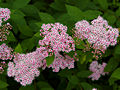 Spiraea japonica Pruhoniciana IMG_4504 Tawuła japońska